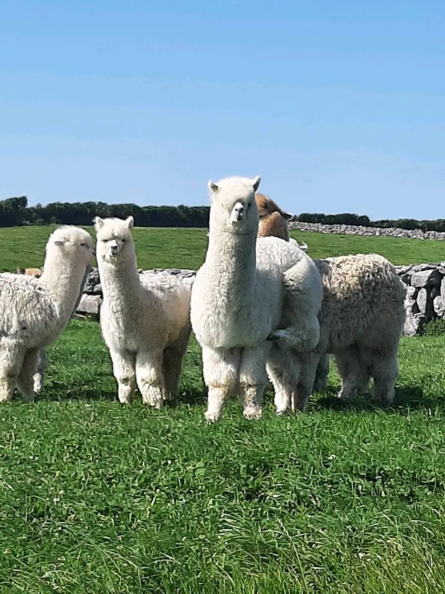 Alpacas - Image 1