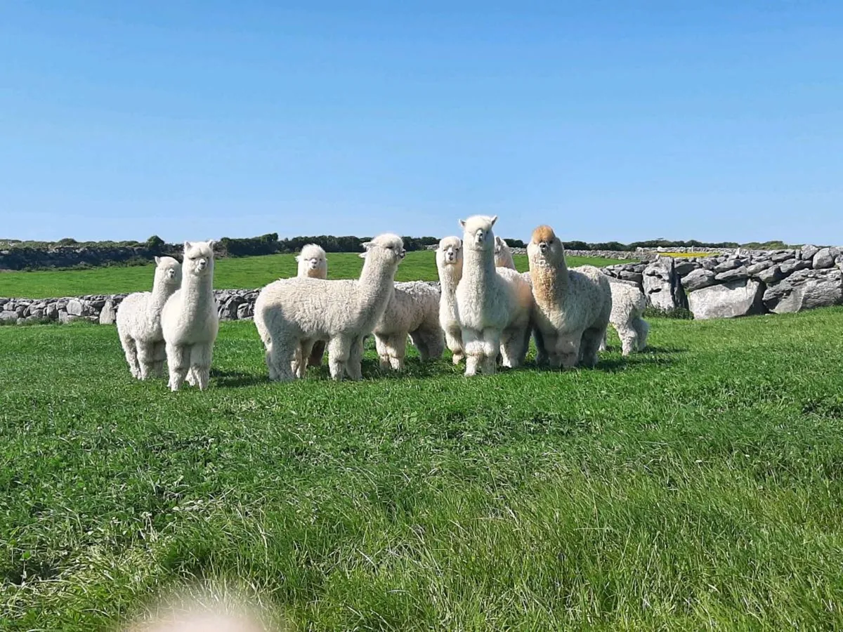 Alpacas - Image 3