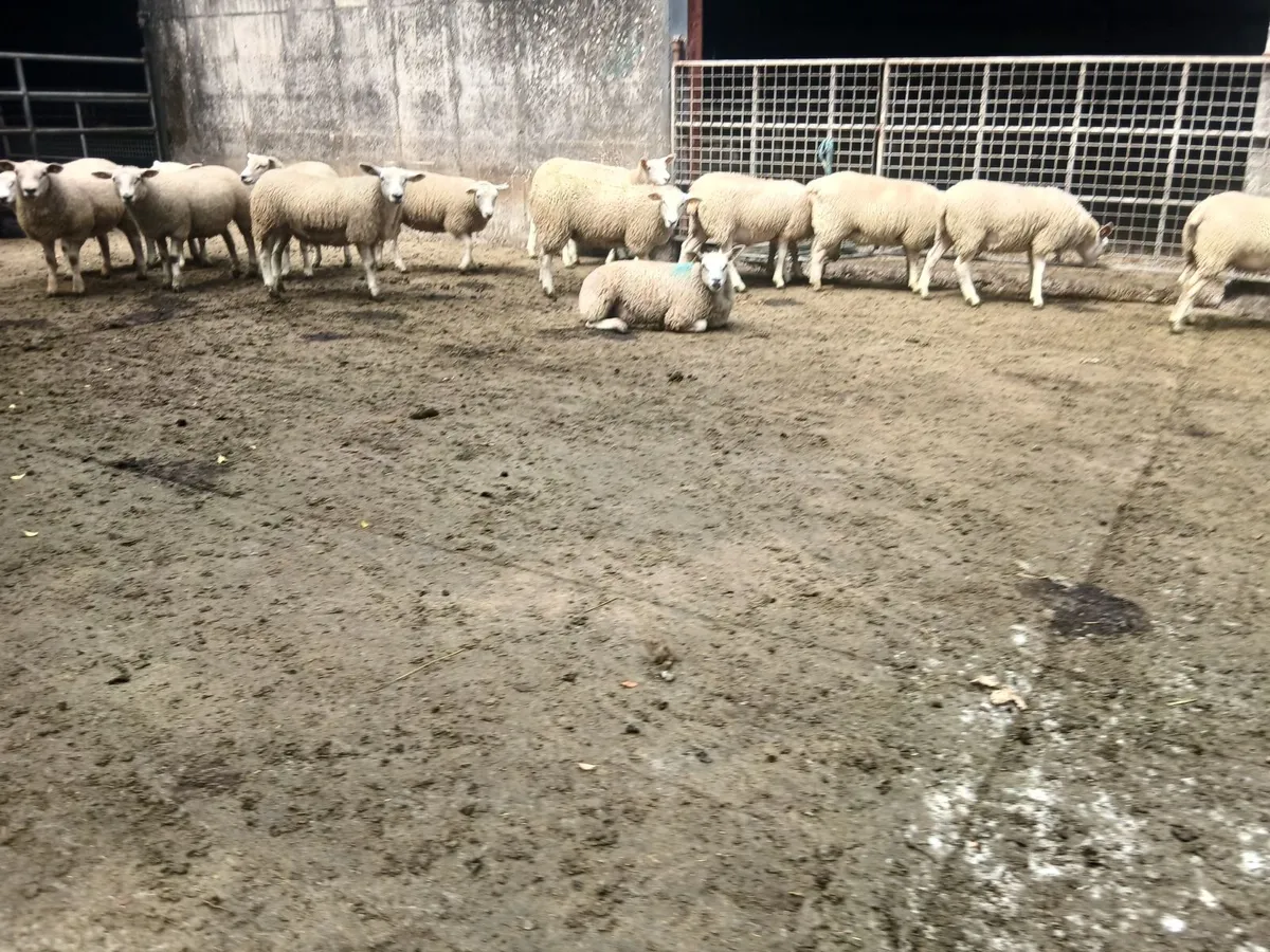 Texel x Belclare Ewe Lambs - Image 2