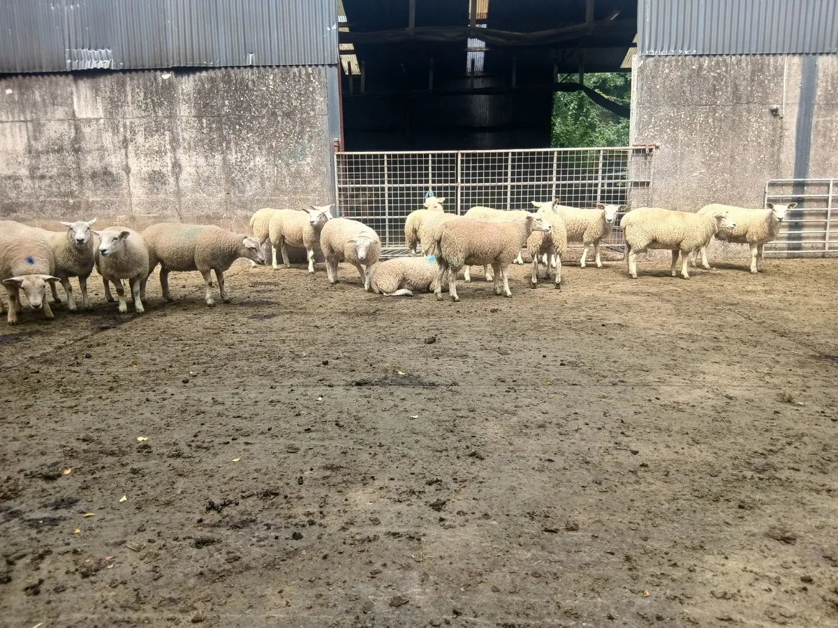 Texel x Belclare Ewe Lambs - Image 4