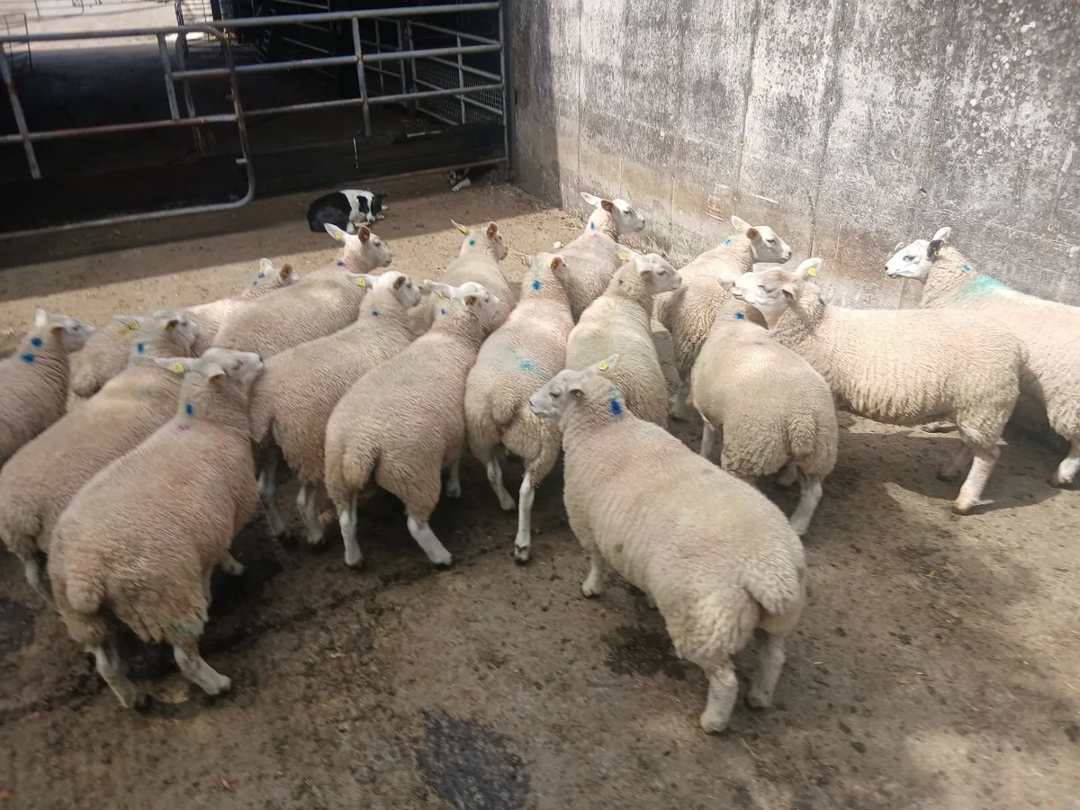 Texel x Belclare Ewe Lambs - Image 3