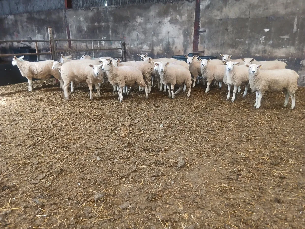 Texel x Belclare Ewe Lambs - Image 1