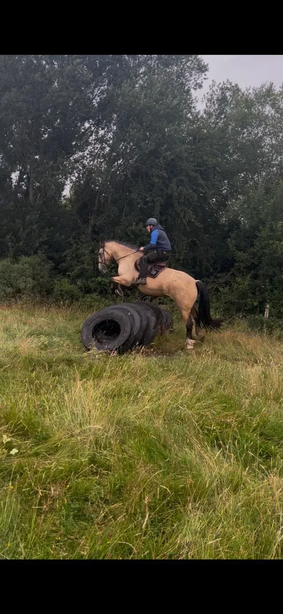 Dun Cob Mare - Image 4