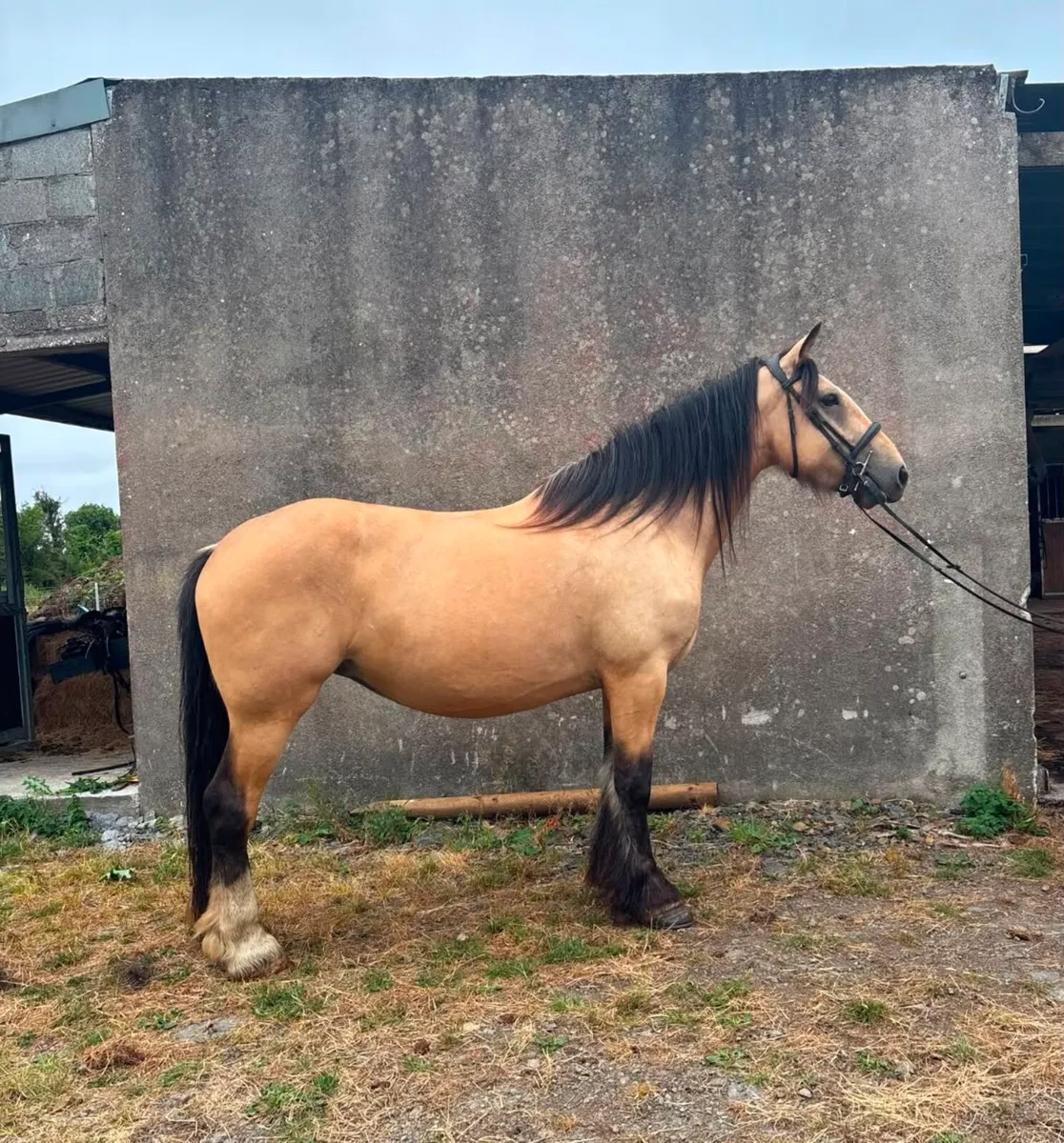 Dun Cob Mare - Image 1