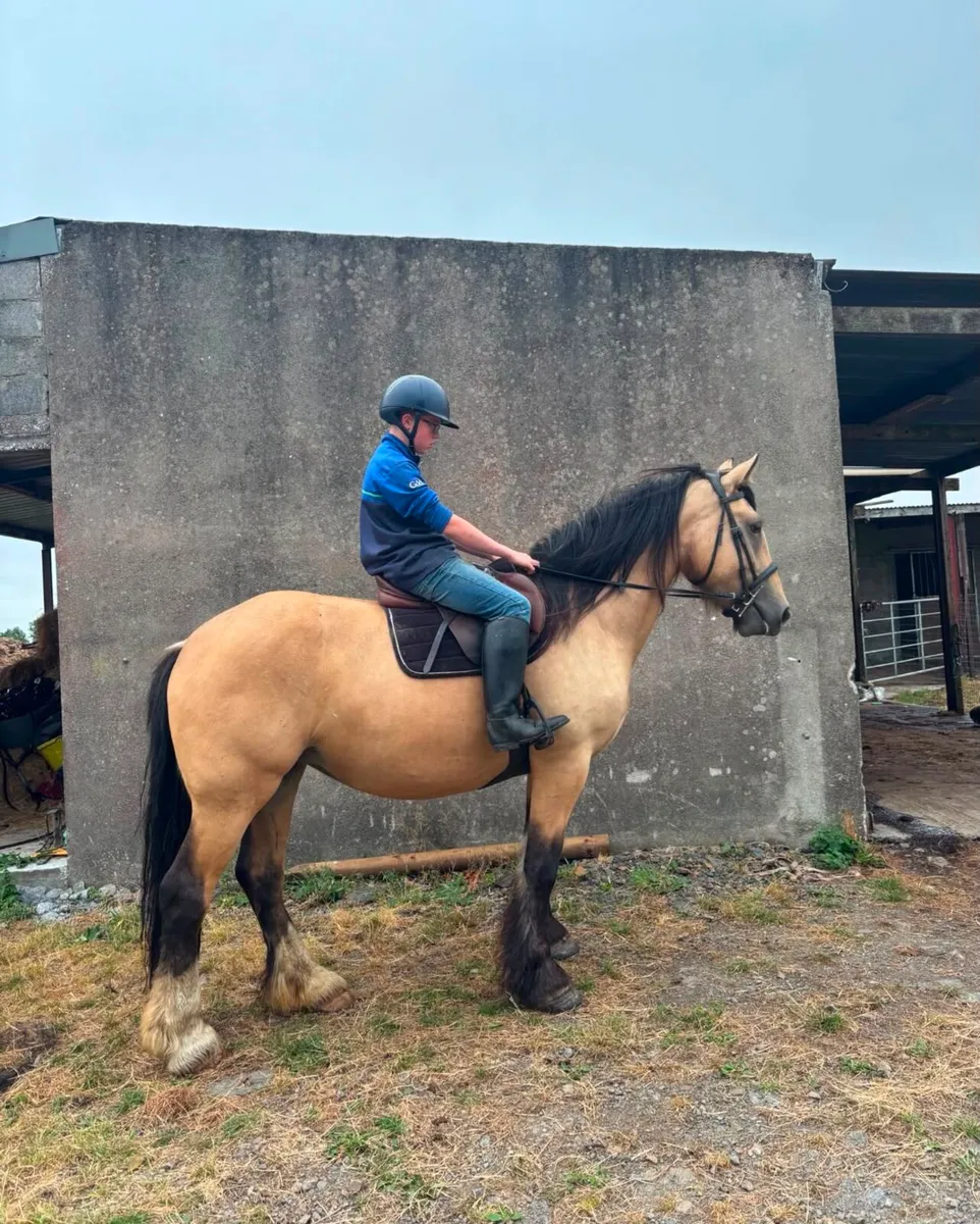 Dun Cob Mare - Image 2