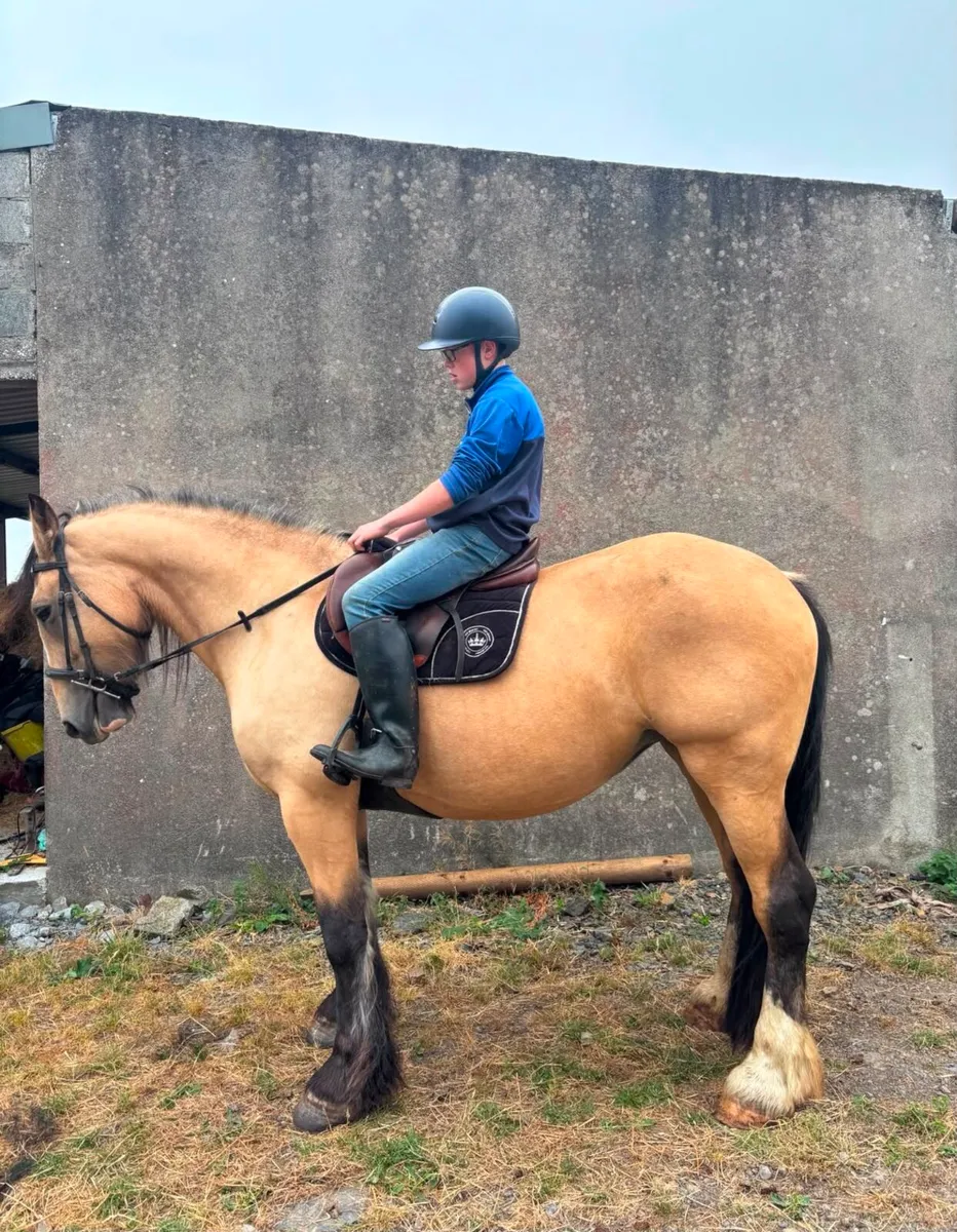 Dun Cob Mare - Image 3