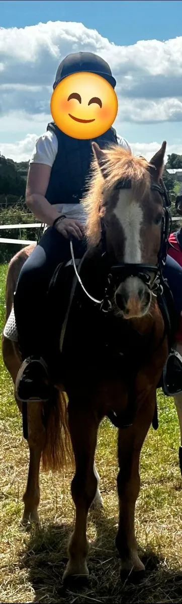 Super 2nd Pony with Plenty of Personality - Image 1
