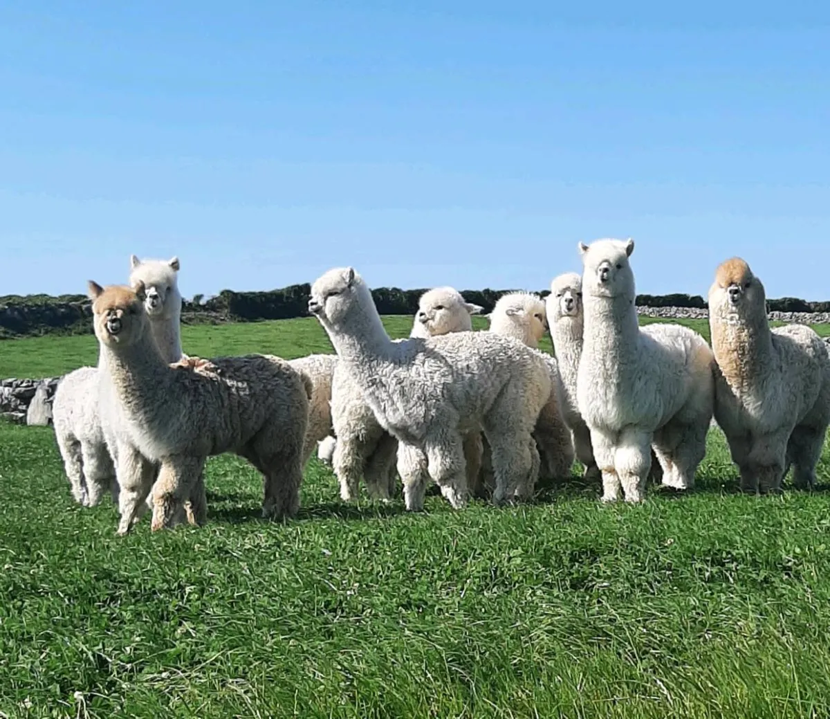 Alpacas - Image 4