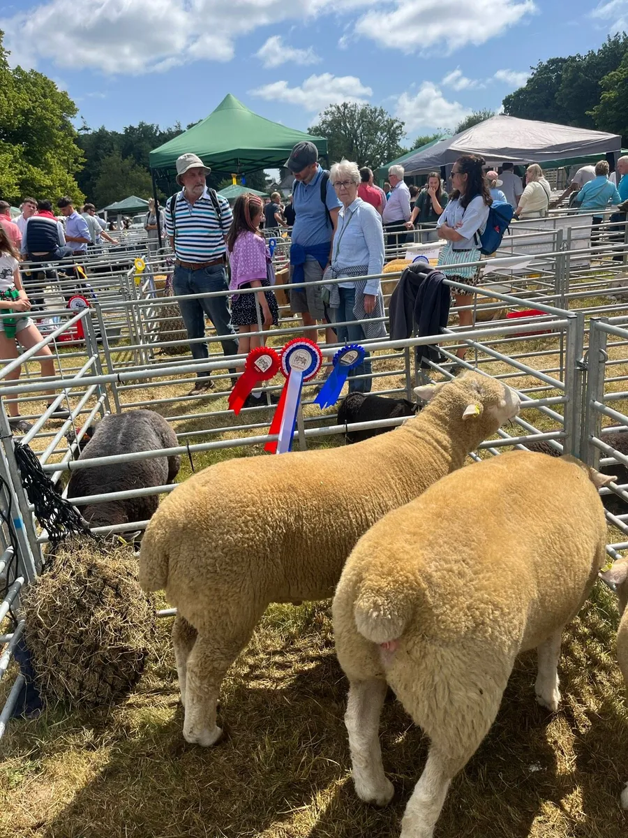 Dorset Ram Lamb - Image 3