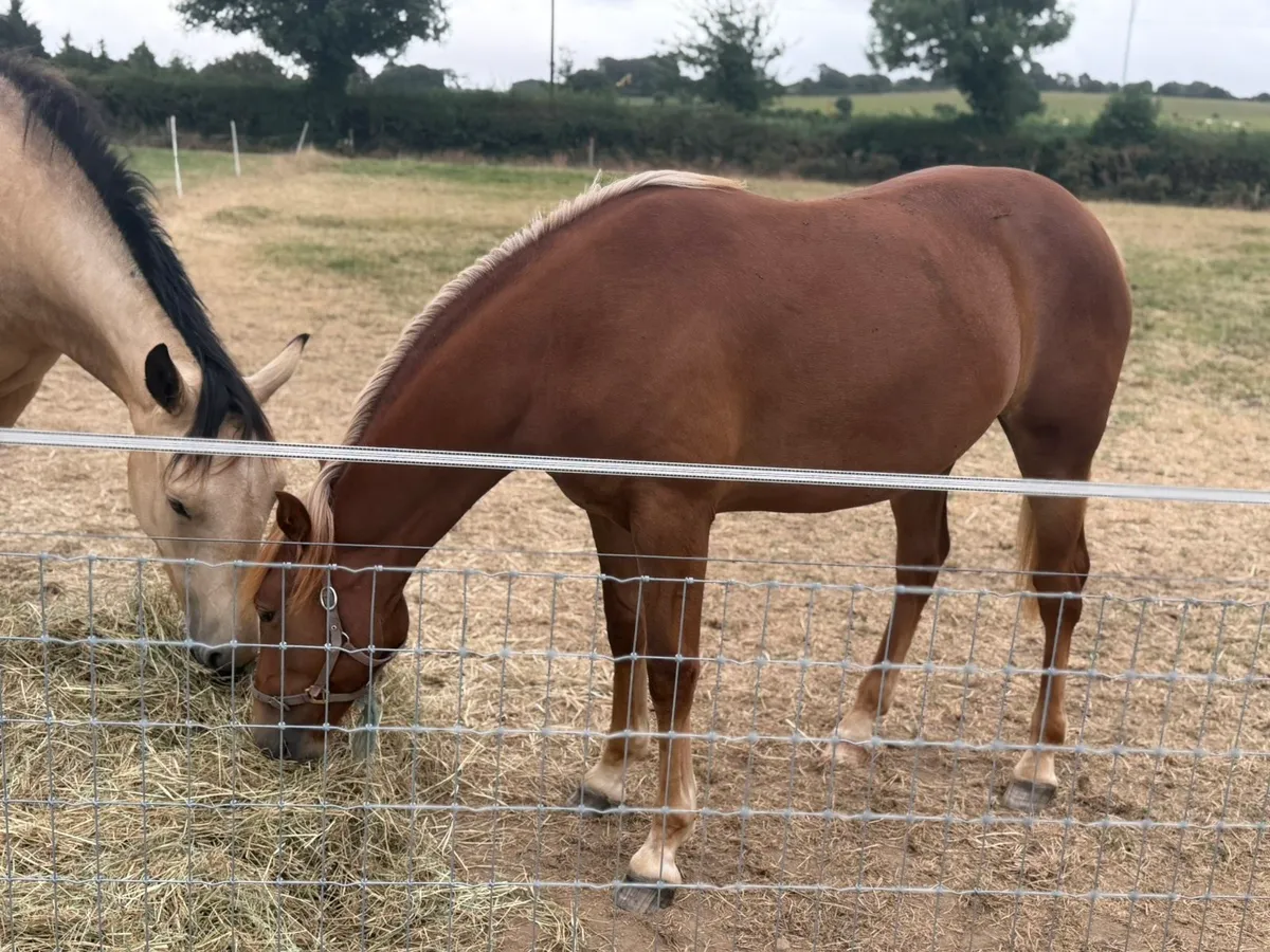 Quality Liver chestnut irish draught filly - Image 2