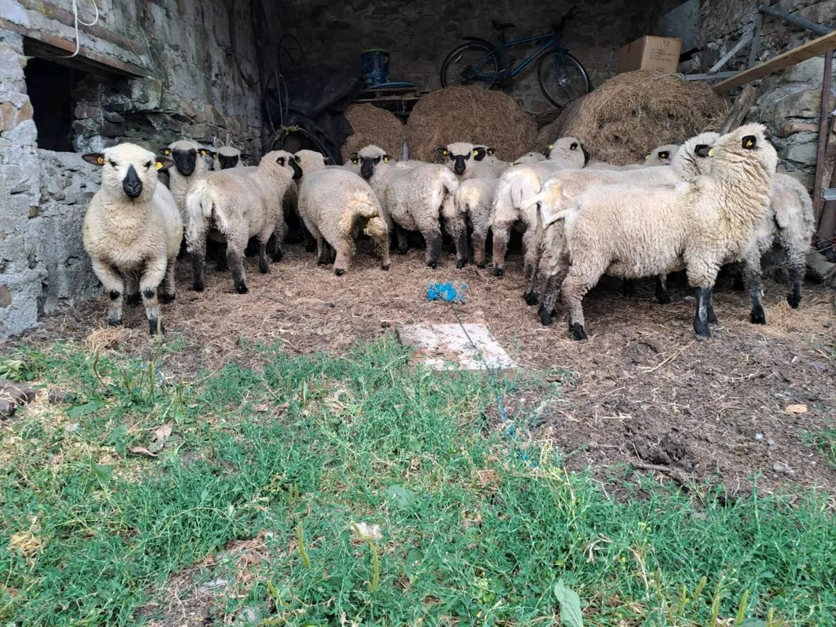 Pedigre shropshire sheep - Image 2