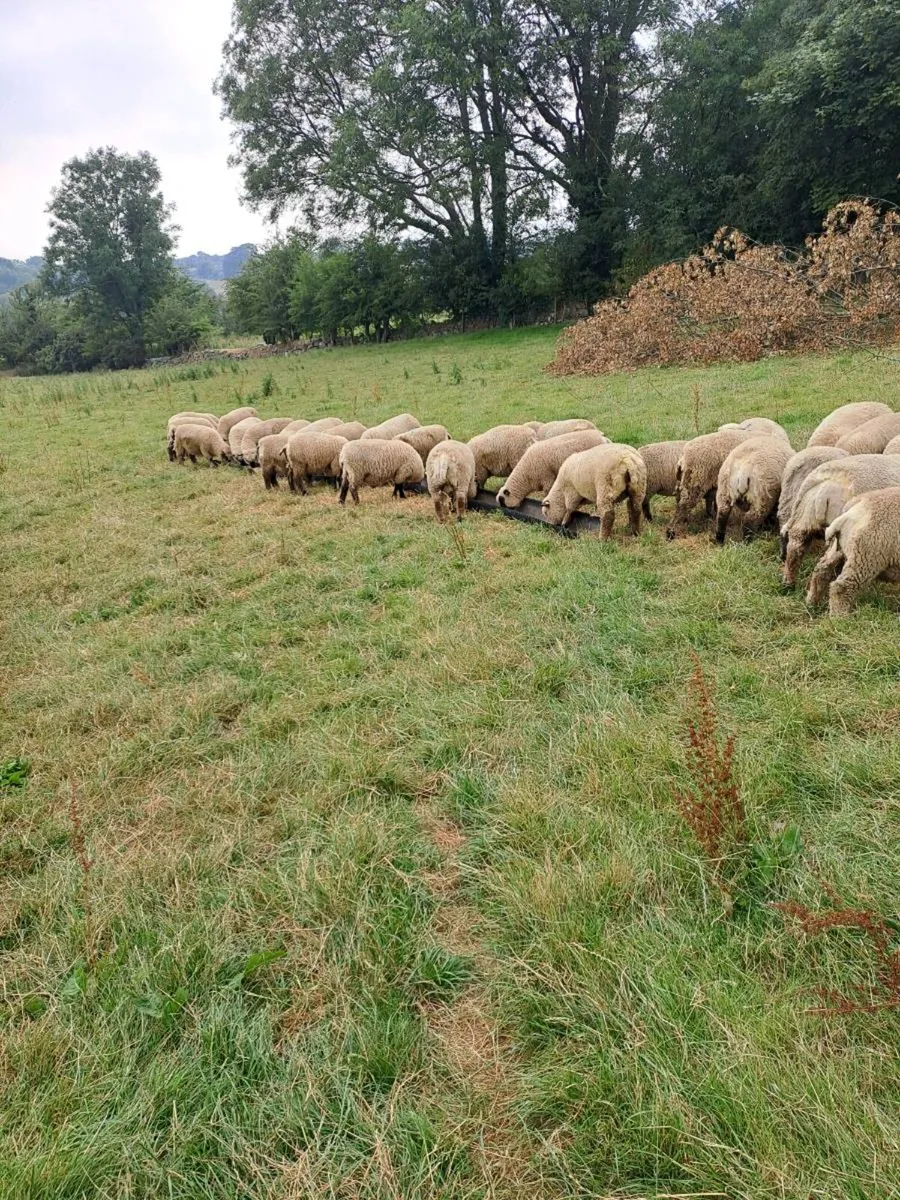 Pedigre shropshire sheep - Image 3