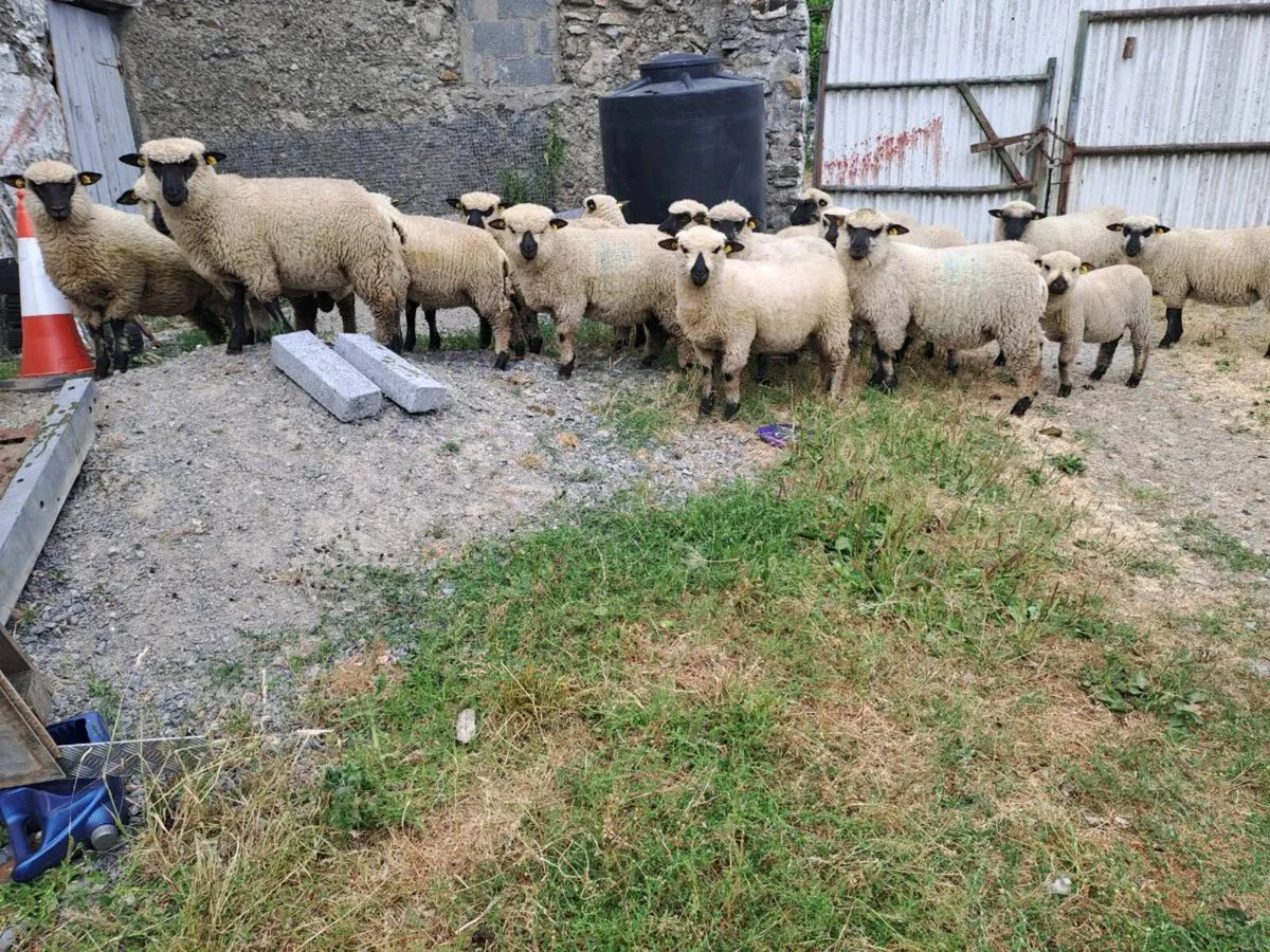 Pedigre shropshire sheep - Image 1