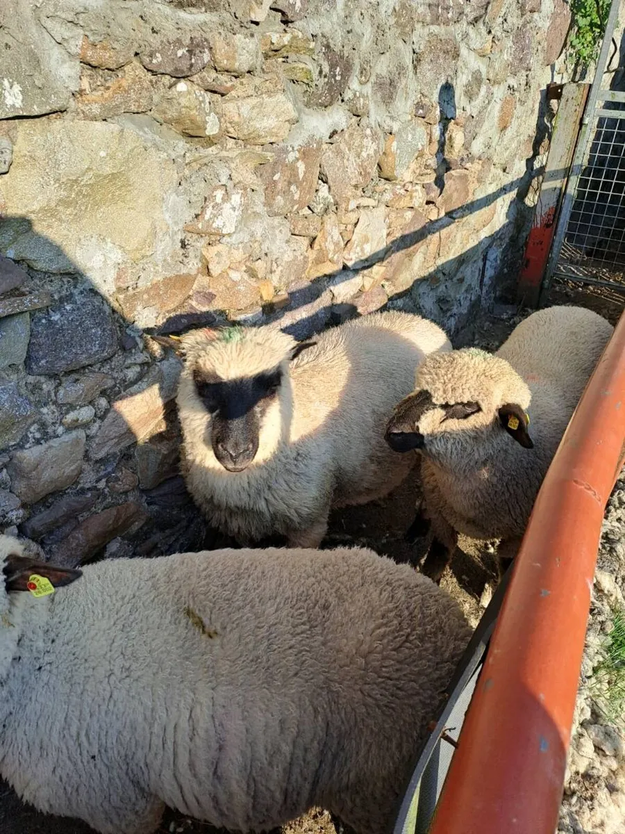 Pedigre shropshire sheep - Image 4