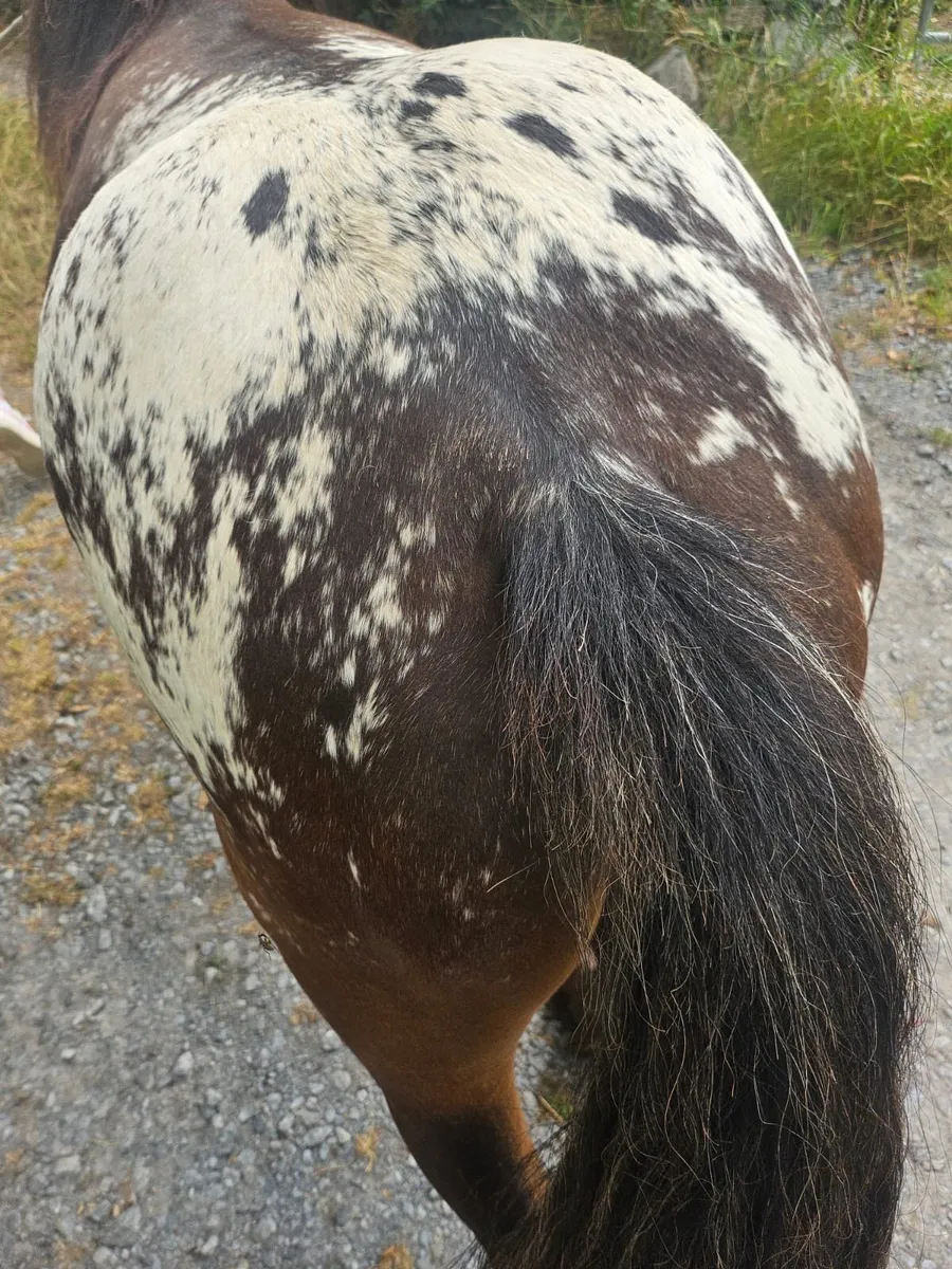 Spotted gelding - Image 2