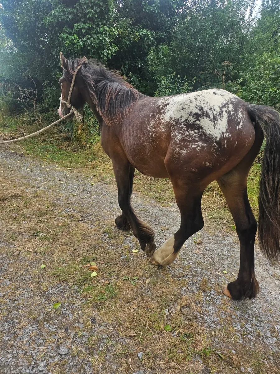 Spotted gelding - Image 3
