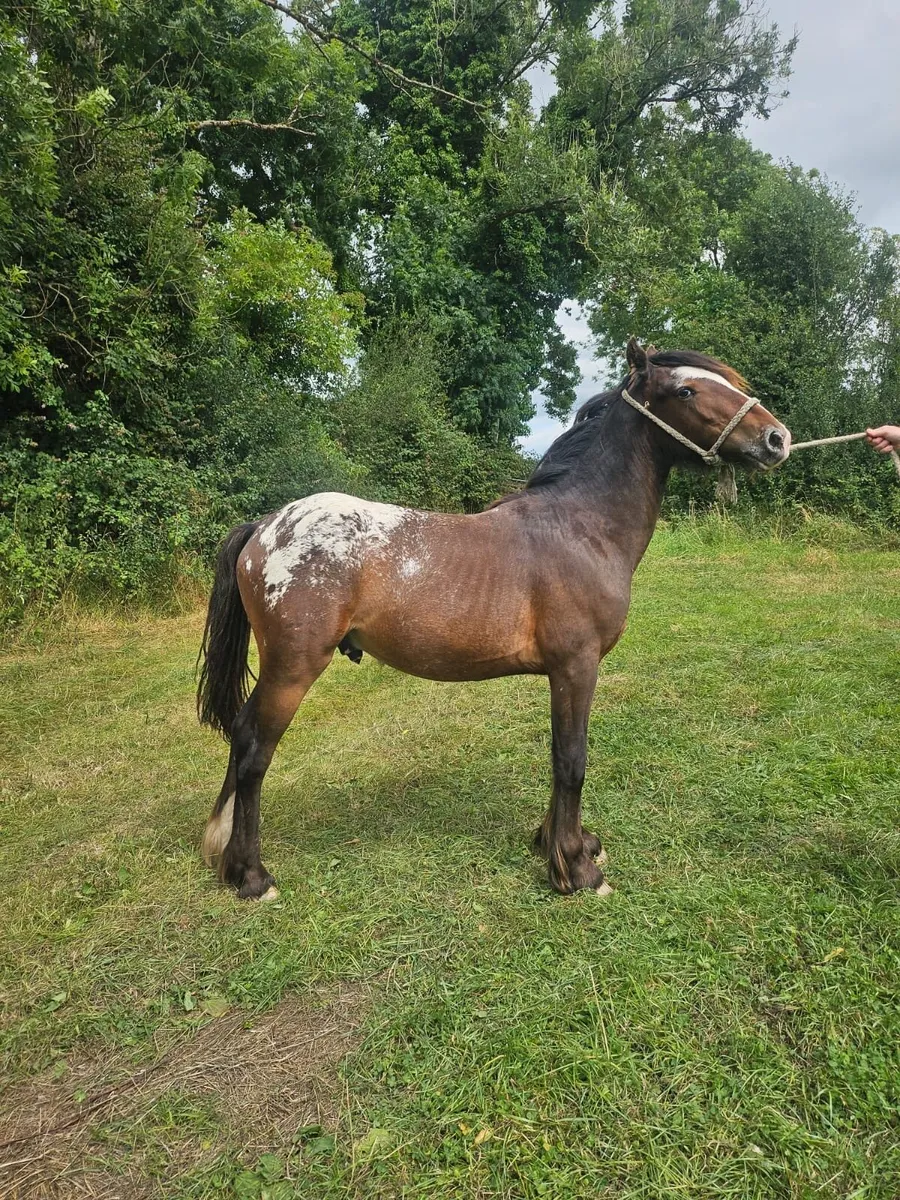 Spotted gelding - Image 1