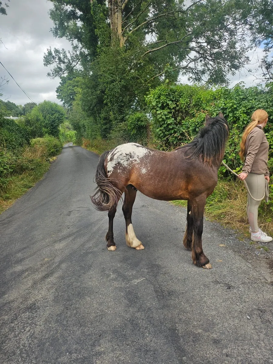 Spotted gelding - Image 4