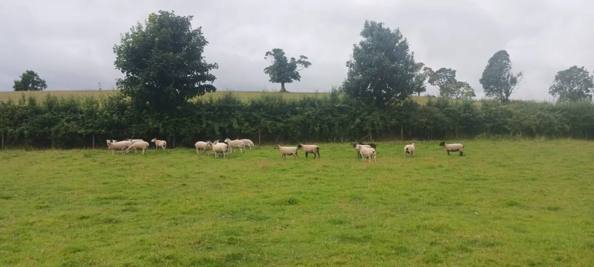 19 good strong ewes - Image 1