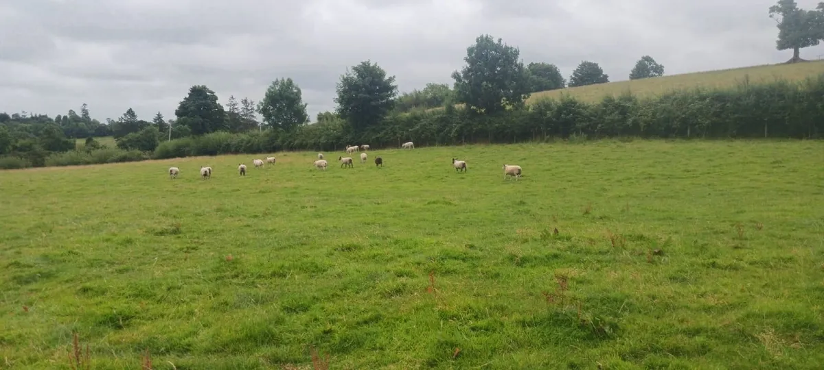 19 good strong ewes - Image 2