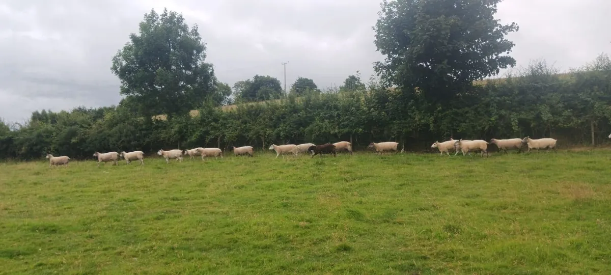 19 good strong ewes - Image 3
