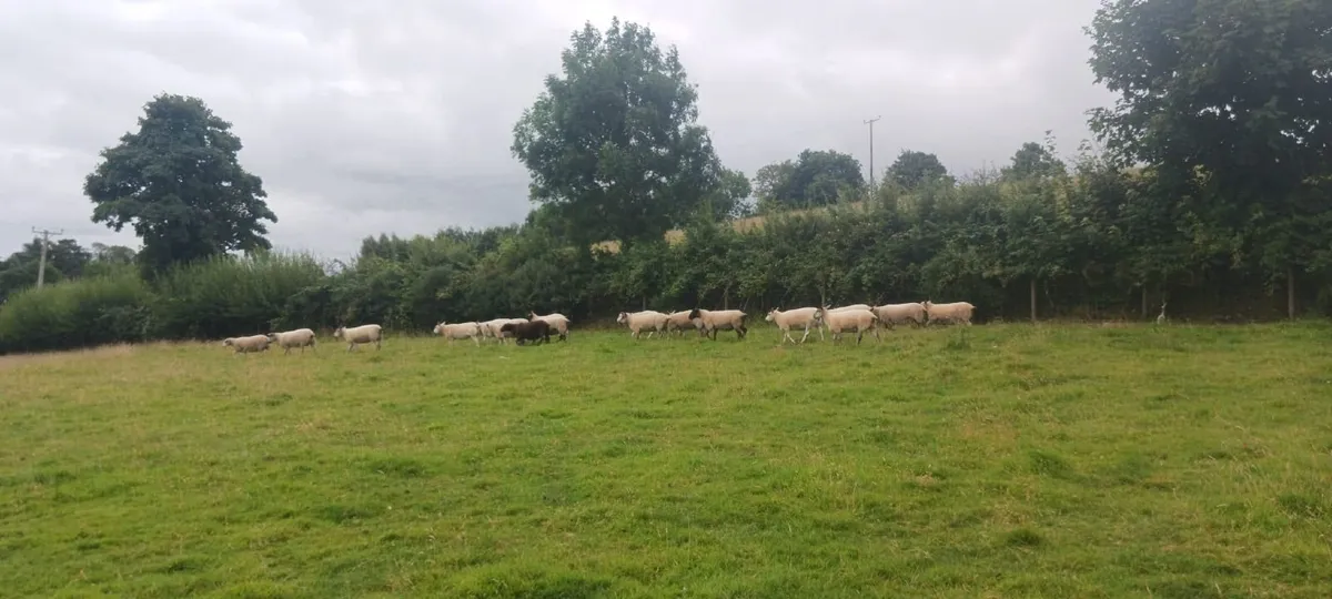 19 good strong ewes - Image 4