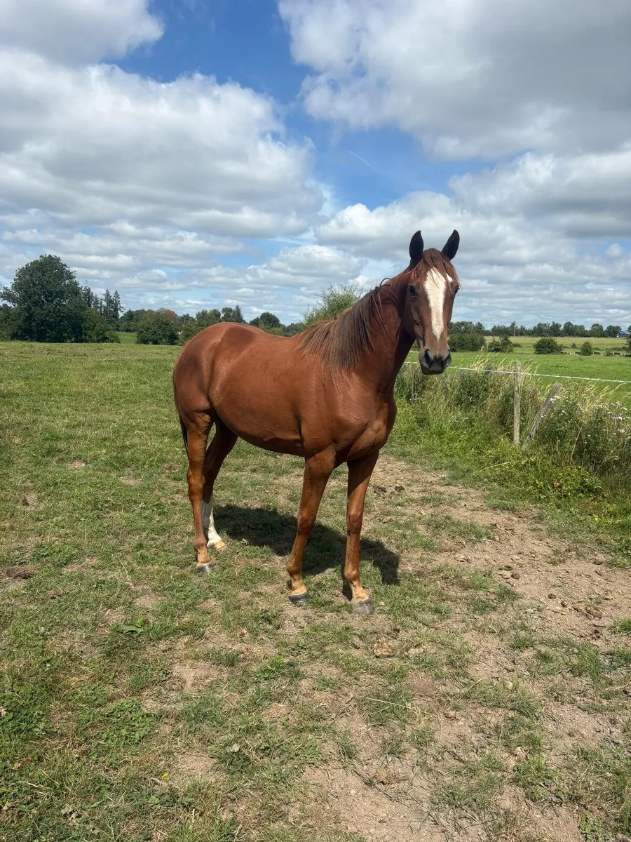4 year old gelding - Image 1
