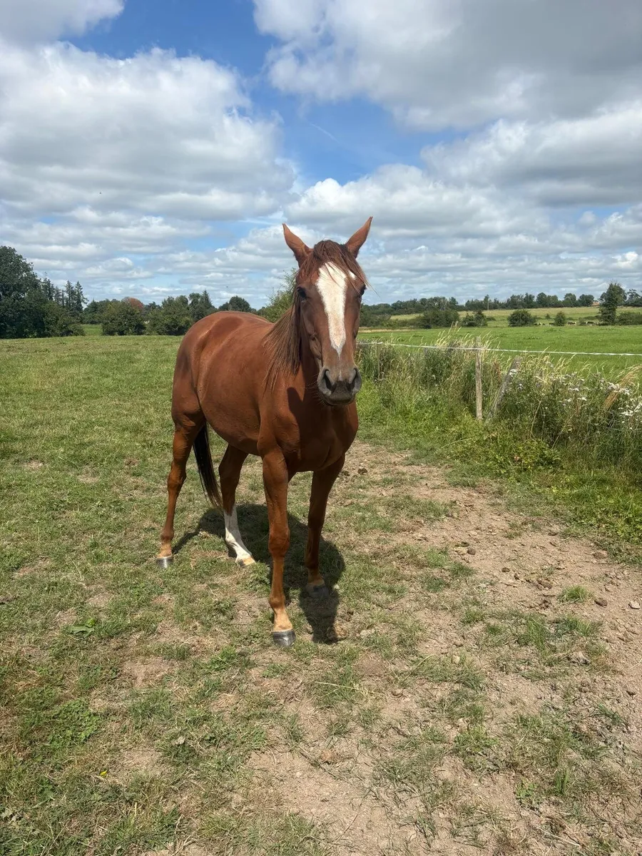4 year old gelding - Image 2