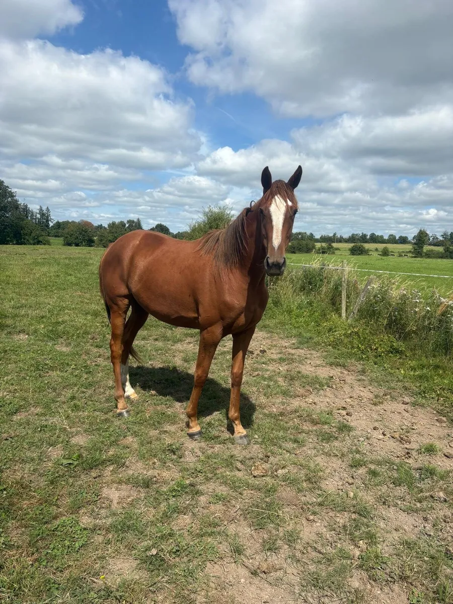 4 year old gelding - Image 3