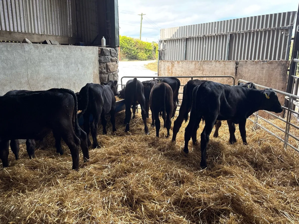 8 super weaned Angus bulls - Image 2