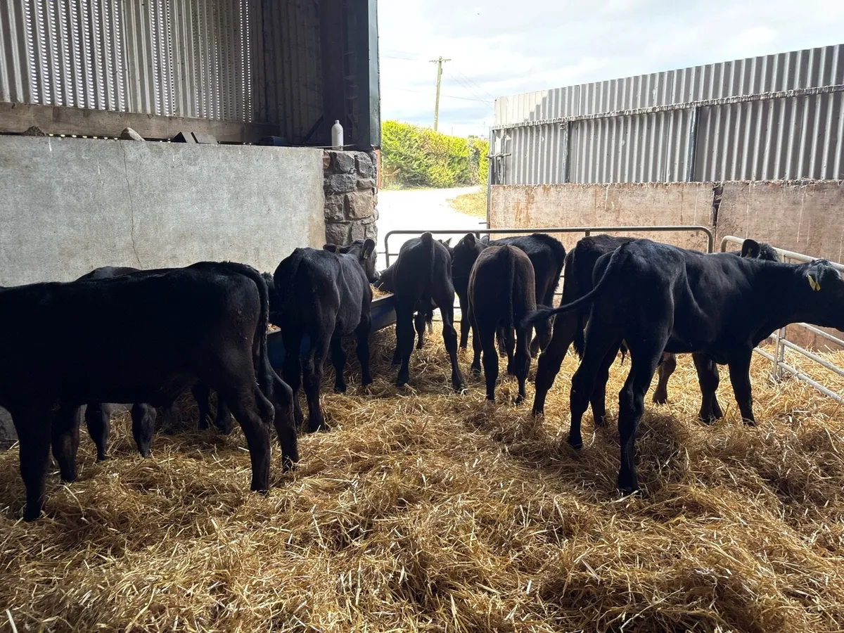 8 super weaned Angus bulls - Image 3