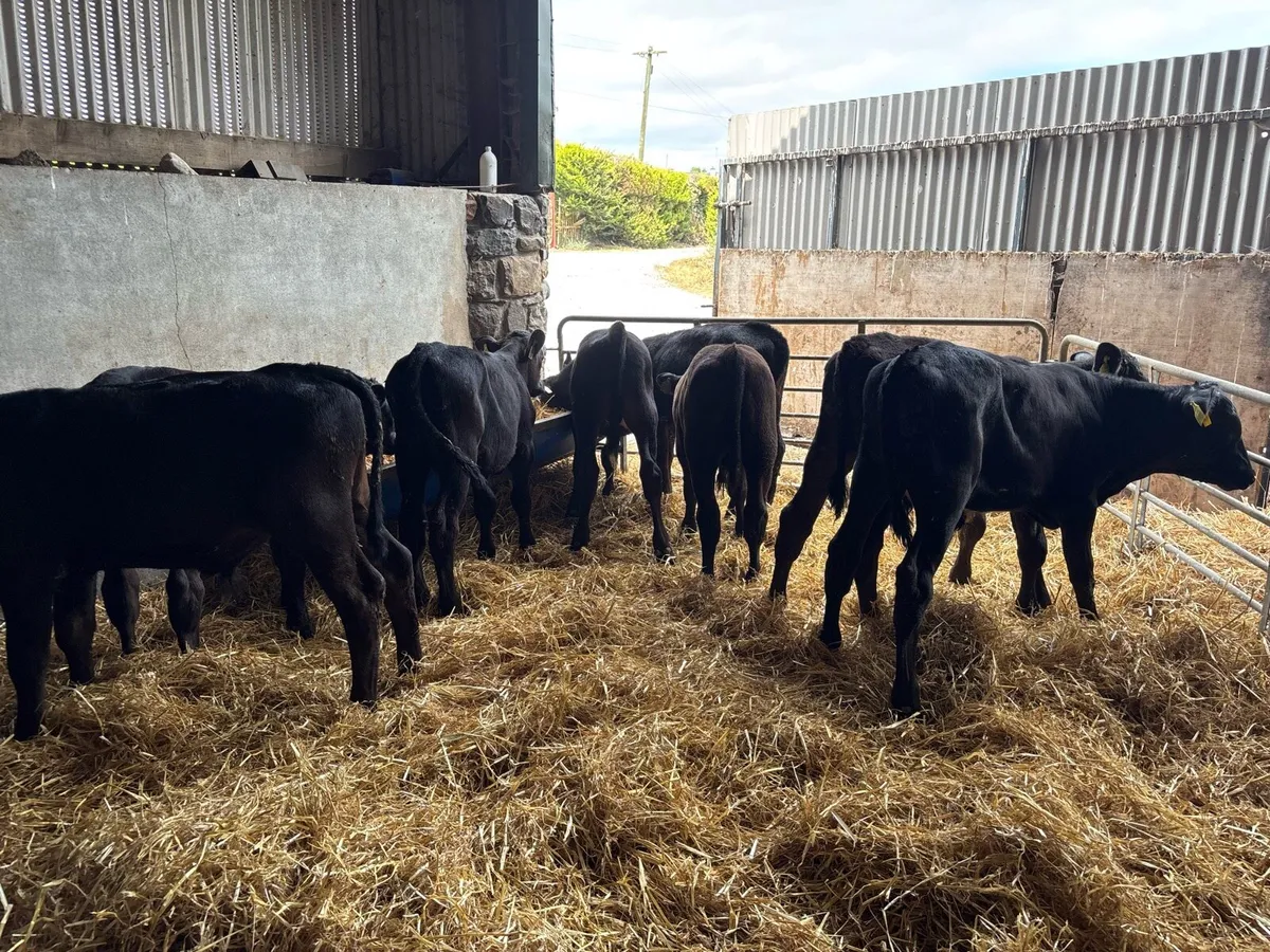 8 super weaned Angus bulls - Image 1