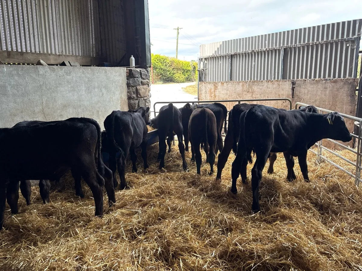 8 super weaned Angus bulls - Image 4