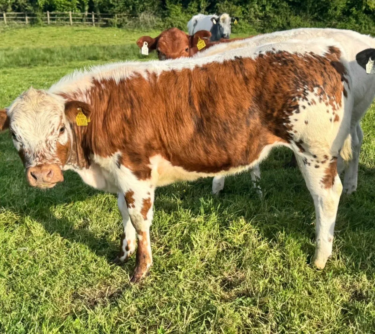 Heifer & Bull weanlings Super Quality***** - Image 1