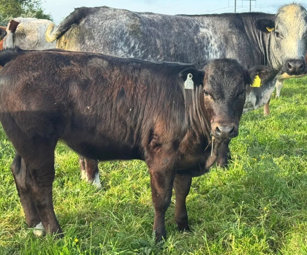 Heifer & Bull weanlings Super Quality***** - Image 2