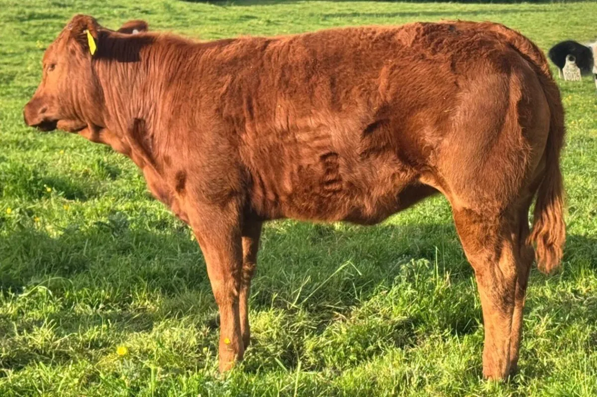 Heifer & Bull weanlings Super Quality***** - Image 3