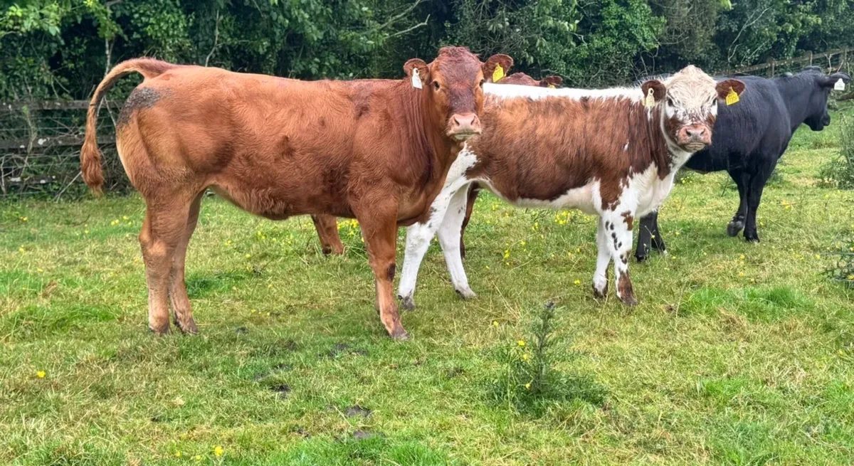 Heifer & Bull weanlings Super Quality***** - Image 4