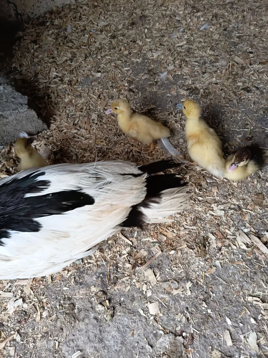 Ducks - Image 1