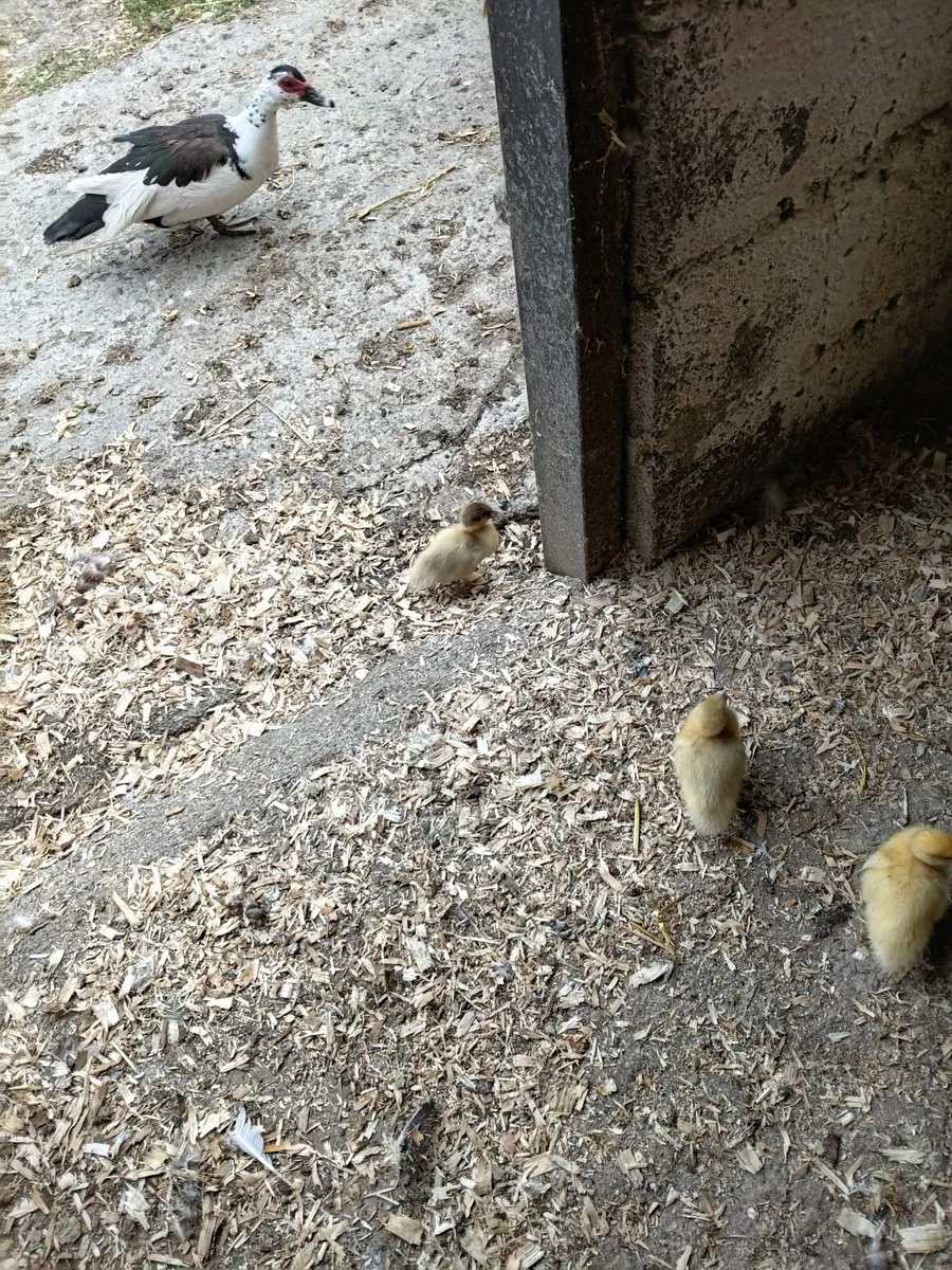 Ducks - Image 2