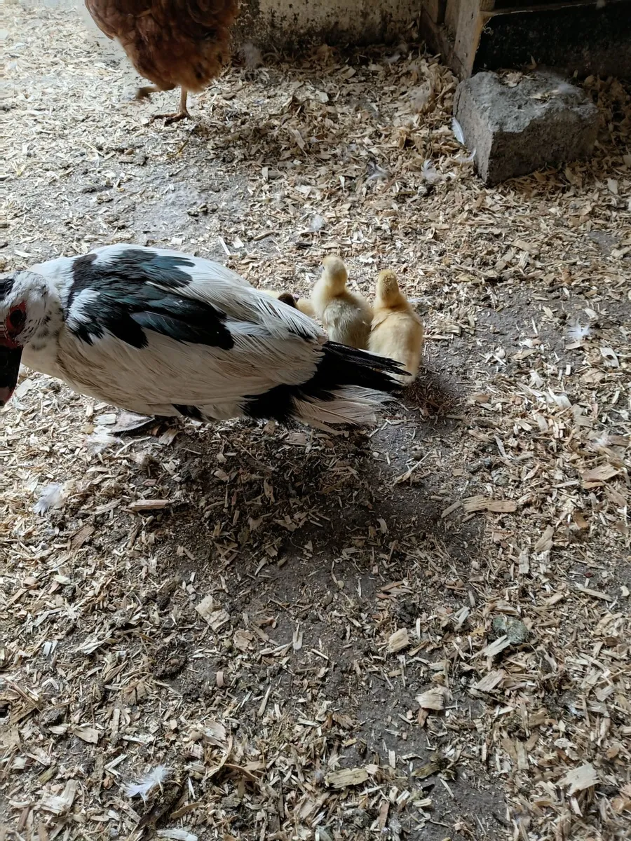 Ducks - Image 3