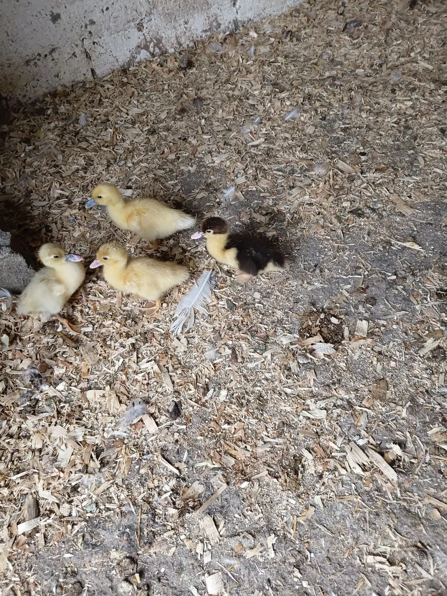 Ducks - Image 4