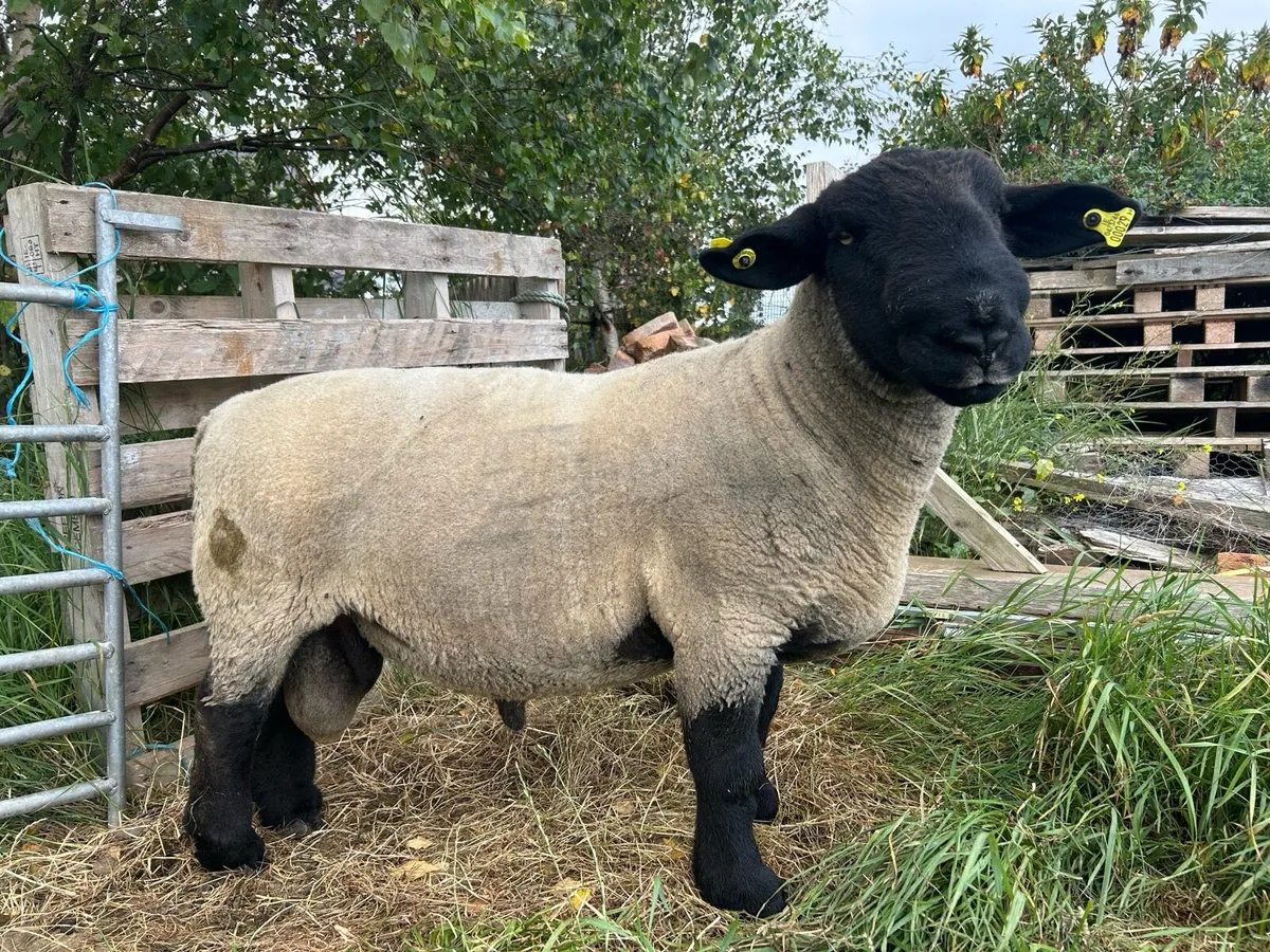 Suffolk ram - Image 2
