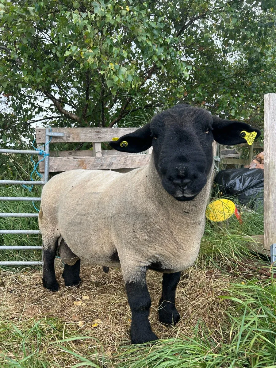 Suffolk ram - Image 3