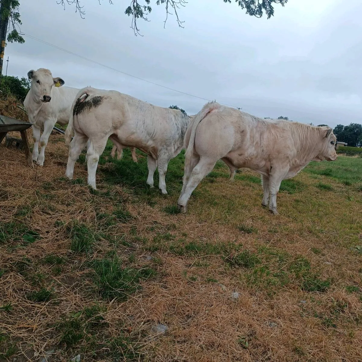 EPI bull - Image 1