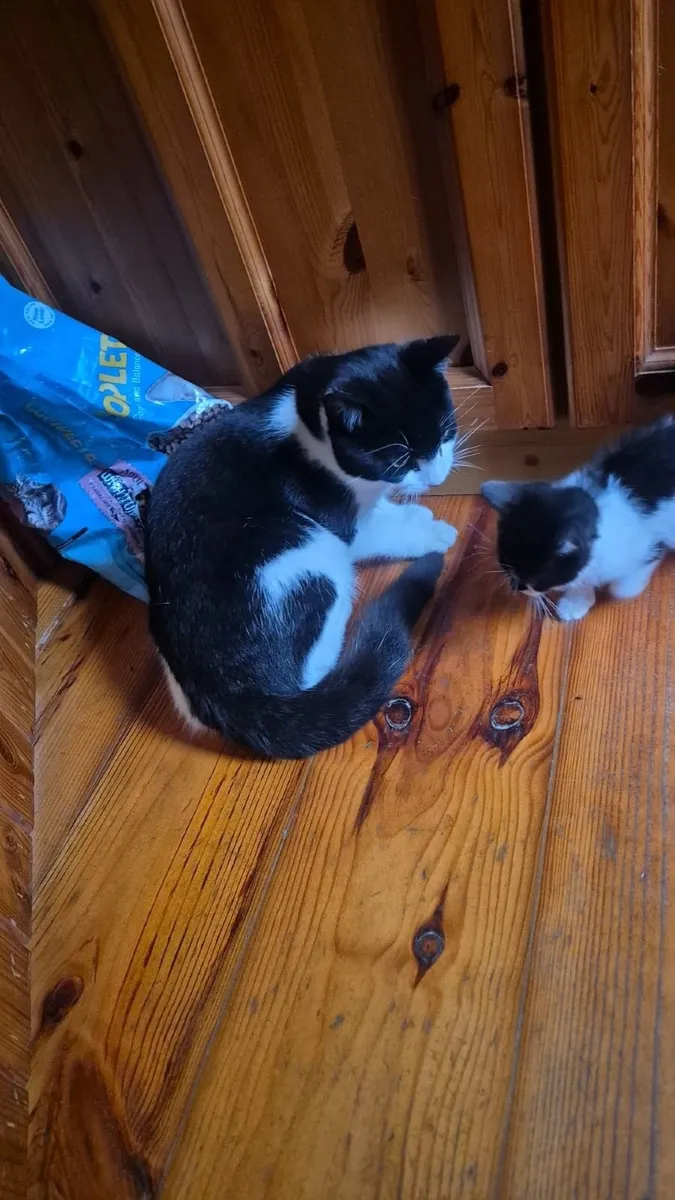 Kittens for sale black and white - Image 4