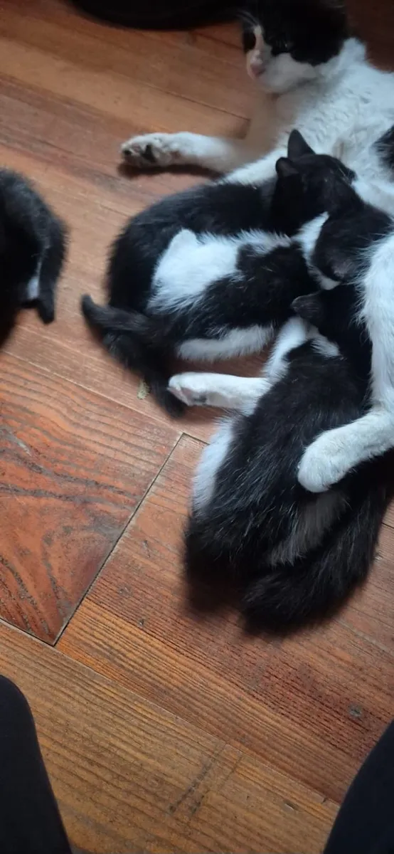 Kittens for sale black and white - Image 1