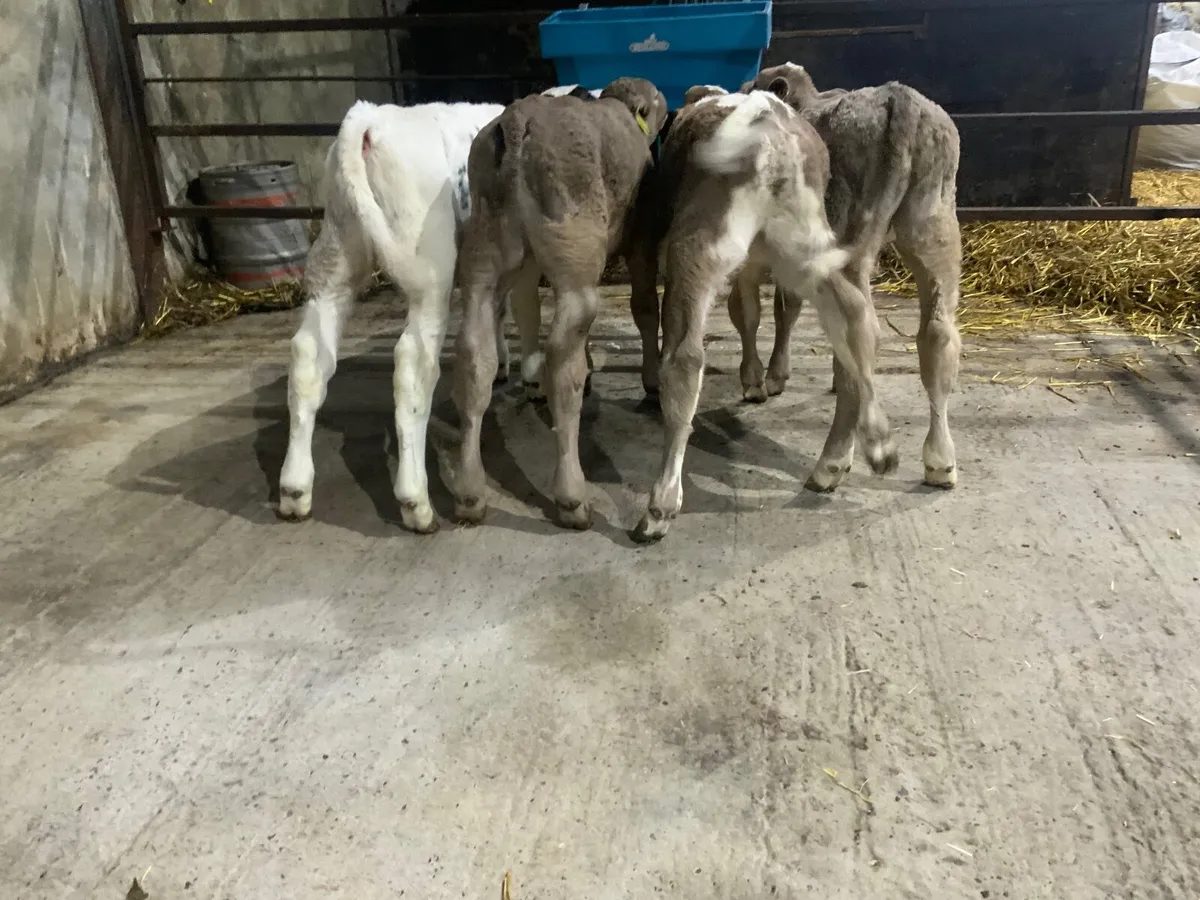Charolais bull calves - Image 2