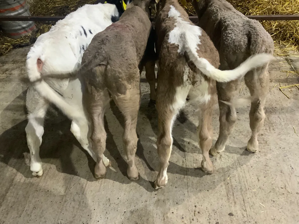 Charolais bull calves - Image 3
