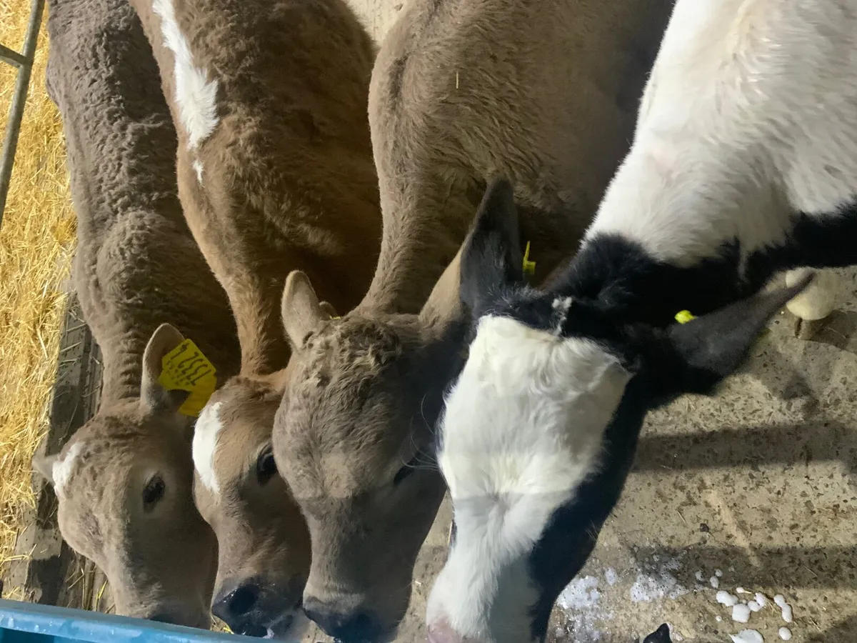 Charolais bull calves - Image 1
