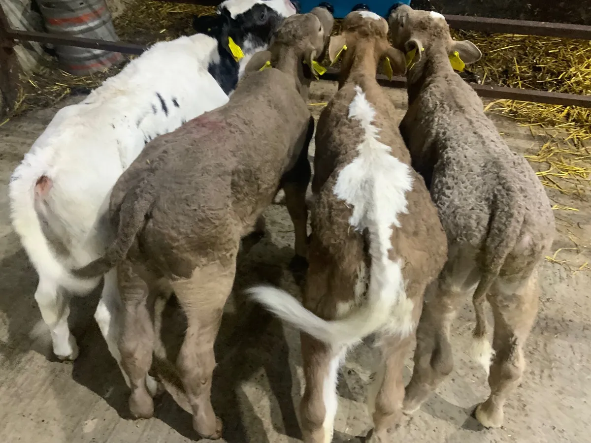 Charolais bull calves - Image 4